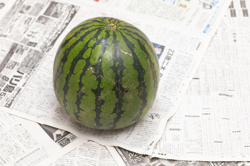 watermelon2022_TP_V.jpg